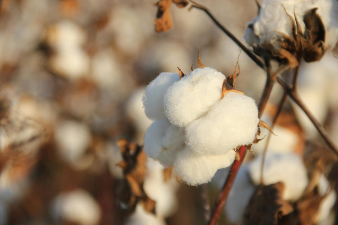 Welcome to Eve Embrace!